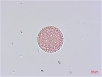 臺灣瑞香藏品圖，第2張