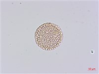 臺灣瑞香藏品圖，第3張