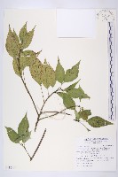 臺灣青莢葉藏品圖，第1張