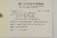 臺灣山白蘭藏品圖，第2張