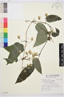 亨利氏鐵線蓮藏品圖，第1張