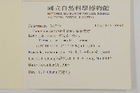 厚葉衛矛, 源一木藏品圖，第2張