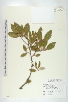 鄧氏胡頹子藏品圖，第1張