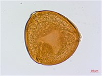 鄧氏胡頹子藏品圖，第2張