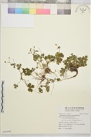 鹿場毛茛藏品圖，第1張