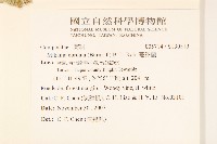 蔓澤蘭藏品圖，第2張