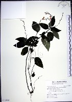 針刺草藏品圖，第1張