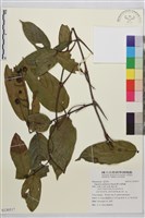 巒大雀梅藤藏品圖，第1張