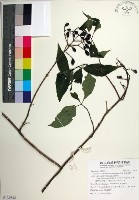 台北玉葉金花藏品圖，第1張