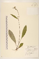 刀傷草藏品圖，第1張