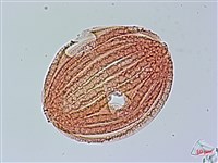 馬藍藏品圖，第1張