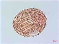 馬藍藏品圖，第2張