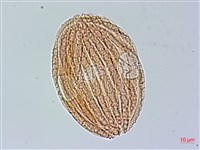 馬藍藏品圖，第3張