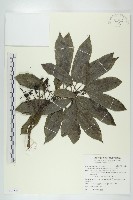 耿氏虎皮楠藏品圖，第1張