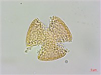 厚葉鐵線蓮藏品圖，第3張