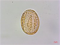 厚葉鐵線蓮藏品圖，第4張