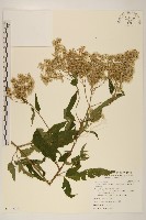 台灣澤蘭藏品圖，第1張