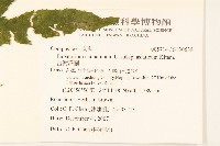 台灣澤蘭藏品圖，第2張