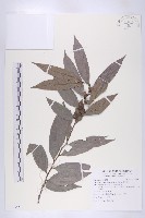 軟毛柿藏品圖，第1張