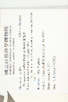 軟毛柿藏品圖，第2張