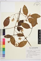 厚葉鐵線蓮藏品圖，第1張