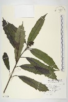 變葉新木薑子藏品圖，第1張