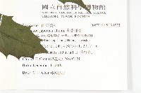 變葉新木薑子藏品圖，第2張