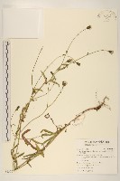 玉山毛蓮菜藏品圖，第1張