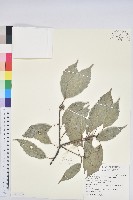 青剛櫟、鐵椆藏品圖，第1張