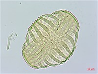 巨葉花遠志藏品圖，第2張