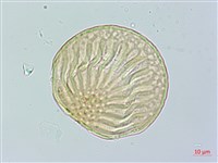 巨葉花遠志藏品圖，第3張