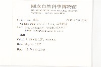 美洲假蓬藏品圖，第2張