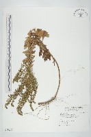 牡蒿藏品圖，第1張