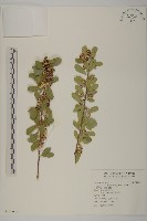 刺裸實、變葉裸實藏品圖，第1張