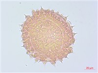 圓葉金午時花藏品圖，第1張