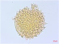 圓葉金午時花藏品圖，第2張