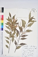 登錄號:S130622藏品圖，第1張