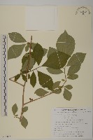 常山藏品圖，第1張