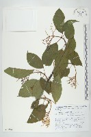 梜木藏品圖，第1張