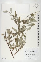 登錄號:S130654藏品圖，第1張