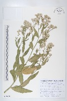 光果寬葉獨行菜藏品圖，第1張