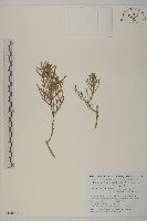 登錄號:S130662藏品圖，第1張