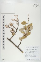 胡頹子藏品圖，第1張