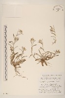 父子草、天青地白藏品圖，第1張