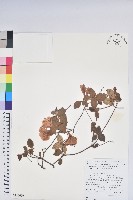 登錄號:S130679藏品圖，第1張