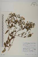 登錄號:S130682藏品圖，第1張