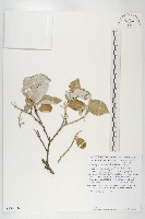 登錄號:S130686藏品圖，第1張