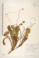 登錄號:S130692藏品圖，第1張