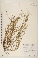 加勒比飛蓬藏品圖，第1張