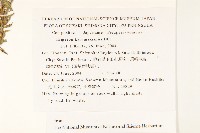 加勒比飛蓬藏品圖，第2張